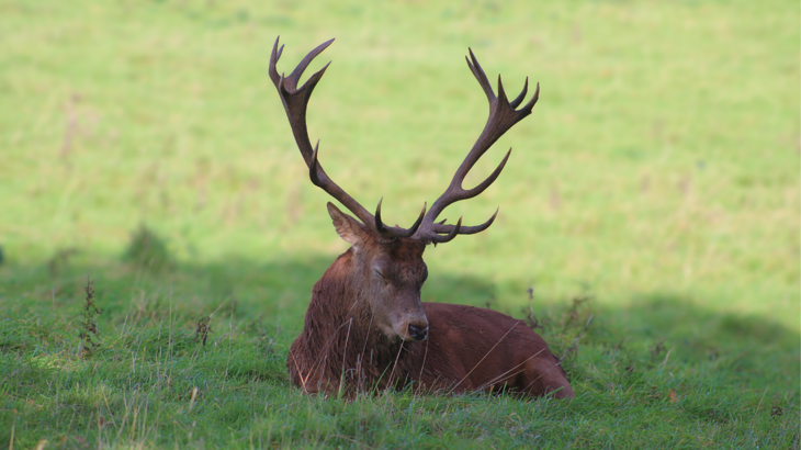 A brown stag, sitting in a field with his eyes closed.