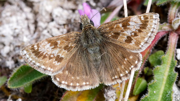 Dingy Skipper perched on foliage. It is a small butterfly that is brown and grey with brown markings and white spots.