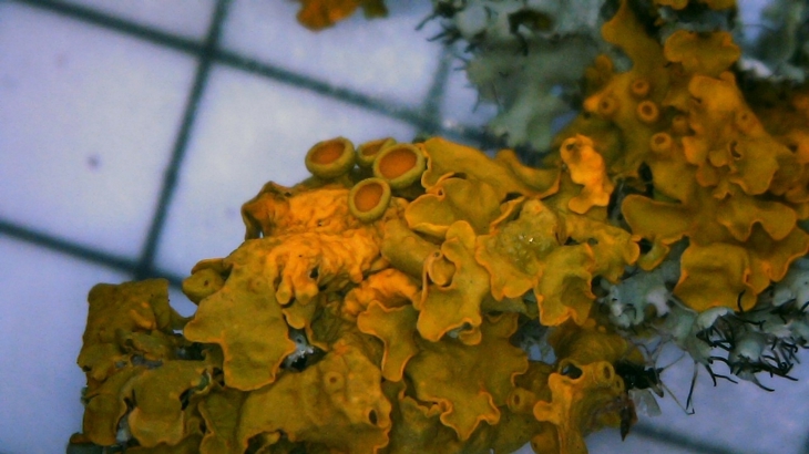 microscopic view of yellow lichen.