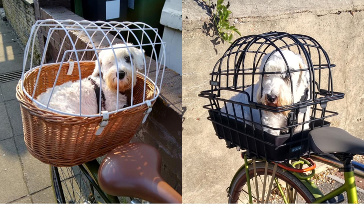 Two images side by side of the same dog, Penny, a Sealyham Terrier. In the first photo Penny is in a wicker basket on the back of a bike. The basket's width is greater than its length and it has a white over cage to keep Penny safe. In the second photo Penny is sat in a more streamlined black basket which is longer and narrower, similar to the first photo, a black metal cage is over Penny's head and body.