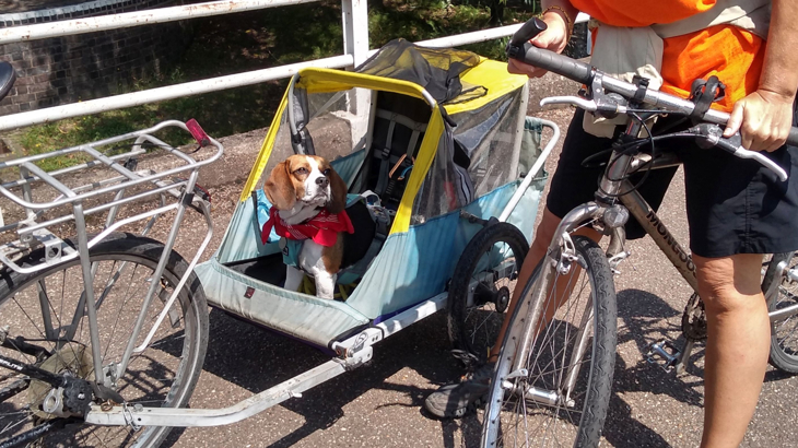 A beagle is stood up in a bike trailer. The trailer is attached by a long metal arm to the back of a bike. To the right in the foreground is another bike, the lower half of the rider is visible, the beagle is looking up at this person lovingly. The scene appears to be on a tarmac bridge with railings and the day is sunny.