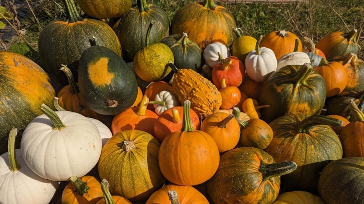 A variety of pumpkins of all shapes, sizes and colours at Udny Pumpkins patch.
