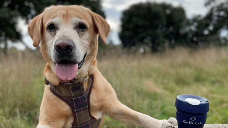 A Labrador dog with its paws up on a log and its mouth open looking at the camera a coffee cup sits on the log which reads Coffi Lab
