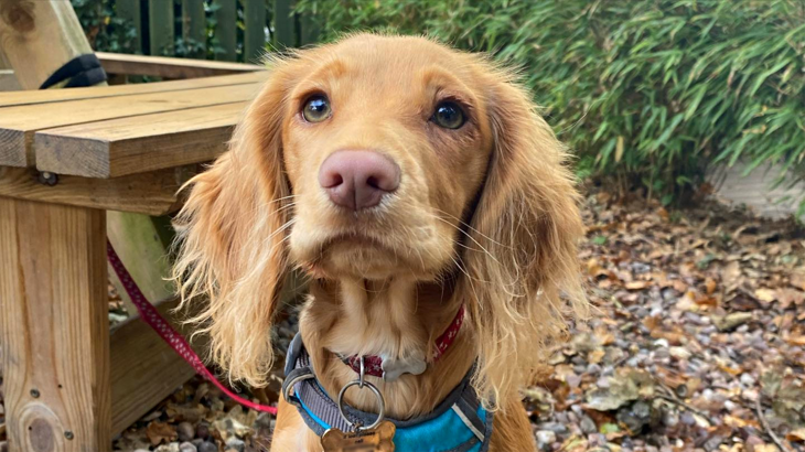A sandy-coloured dog with long ears sat in an outdoor seating area at a cafe on the Wirral on a bright day