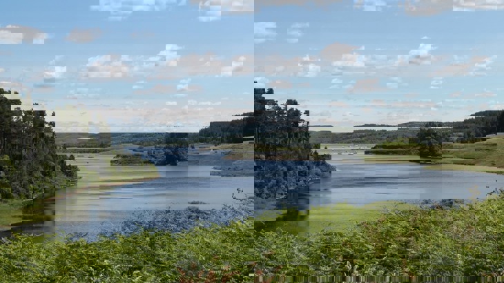 Flat-calm lake with boats on it in the distance, green ferns in foreground and grass and trees around the lake
