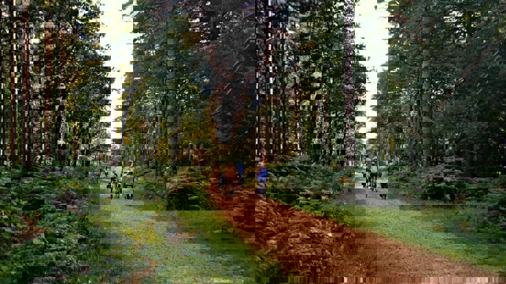 Four cyclists on gravel track through forest