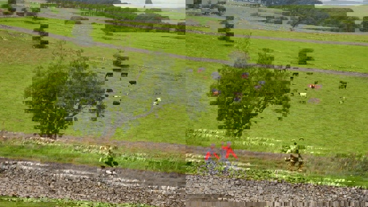 Two people on a tandem bicycle on cycle track past stone walls and fields with cows and trees