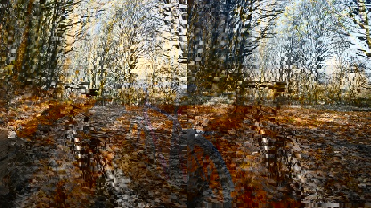 Bike leaning against tree stump next to path through wood with fallen leaves on the ground