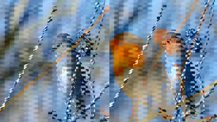 Robin sat on autumn tree branches