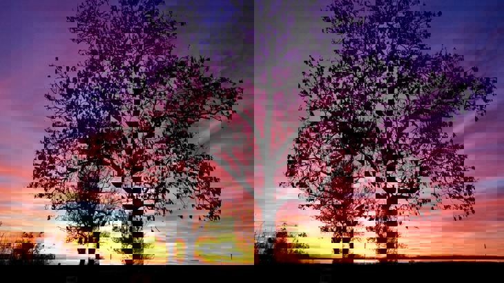 Silhouette of a tree against colourful sunset