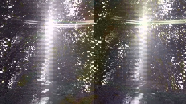 Two cyclists on tree-lined cycle path with sun glaring into camera lens