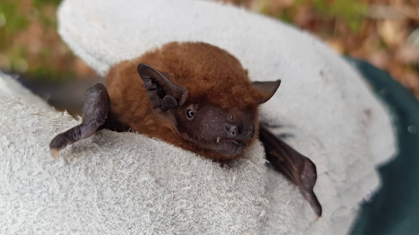 6 species of bat you can find on the National Cycle Network - Walk ...