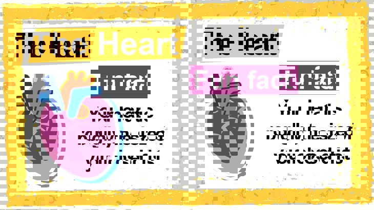 The Heart fact Outside In