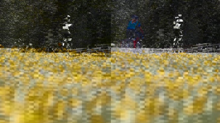 field of daffodils with cyclist going past in background