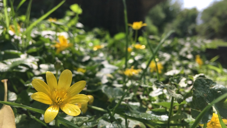 Flowers on railway path