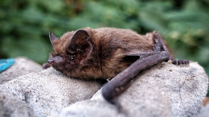 Common pipistrelle bat on gloved hand.