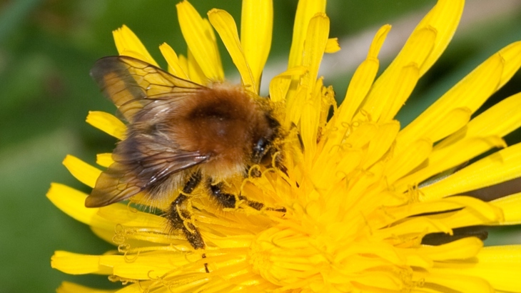 Bee on dandelion.