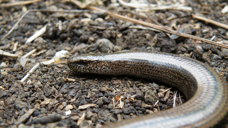Slow worm on ground.