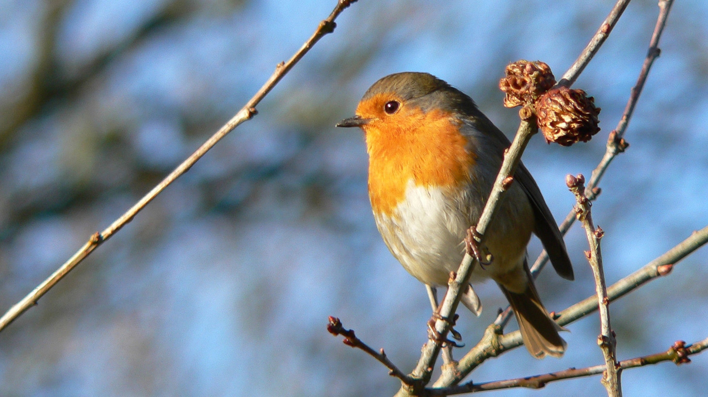 Best UK cycle rides to see wildlife - Walk Wheel Cycle Trust
