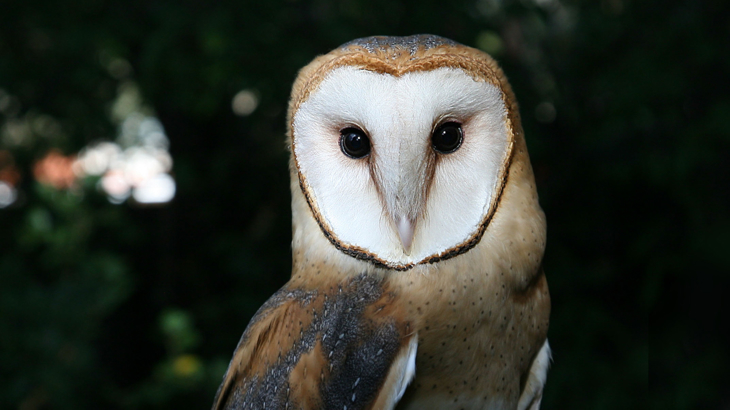 Close up of Barn Owl's face.