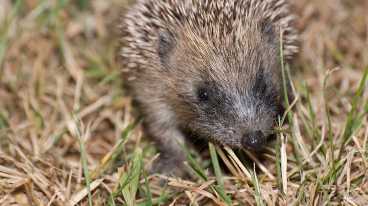 Young hedgehog walks through dry summer grass after dark.