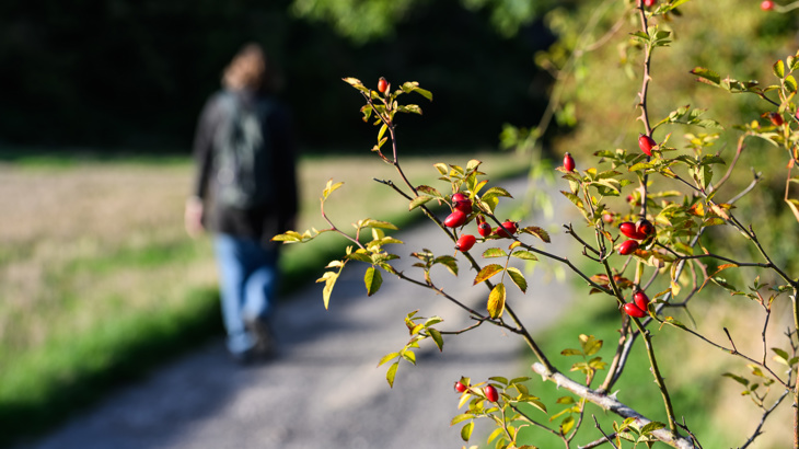 A person walking on a paved route in early Autumn, with the camera focus being on ripe red rosehips on a bush in front.