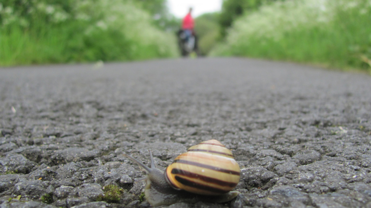 A snail on the greenway with a cyclist blurred in the background looking back.