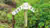 An iOS gradient marker on the McClean Way.