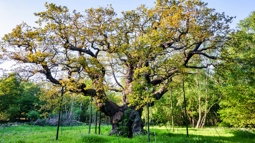 The Major Oak Tree in Sherwood Forest, England, propped up with wooden poles to support the weight.
