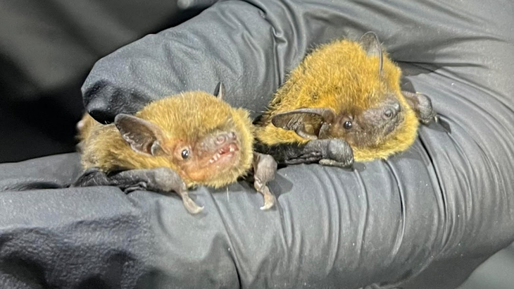 A Common and a Soprano Pipistrelle bat being held by someone wearing a glove