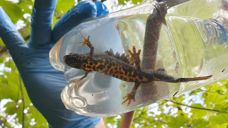A great crested newt being held up submerged in water inside of a water bottle while being inspected by ecologists on a bright day