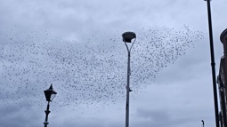 Murmuration of starlings in Belfast winter sky with lanterns
