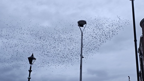 Murmuration of starlings in Belfast winter sky with lanterns