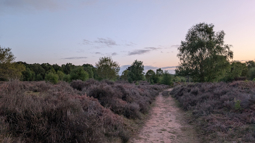 Sunset sky with a path in front, surrounded by blooming purple heather