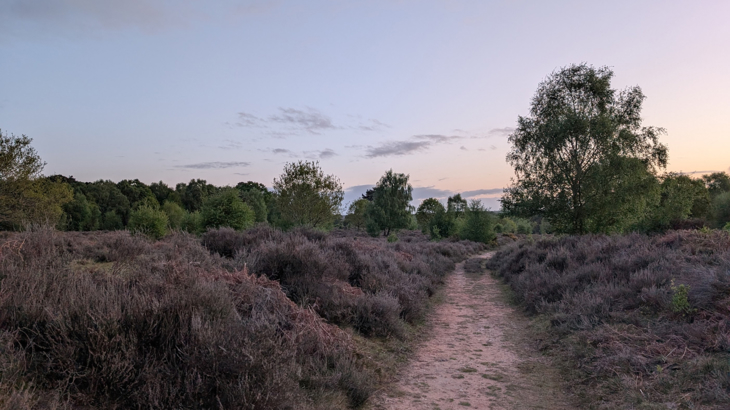 Sunset sky with a path in front, surrounded by blooming purple heather