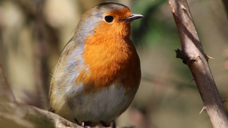 A red-breasted robin. 