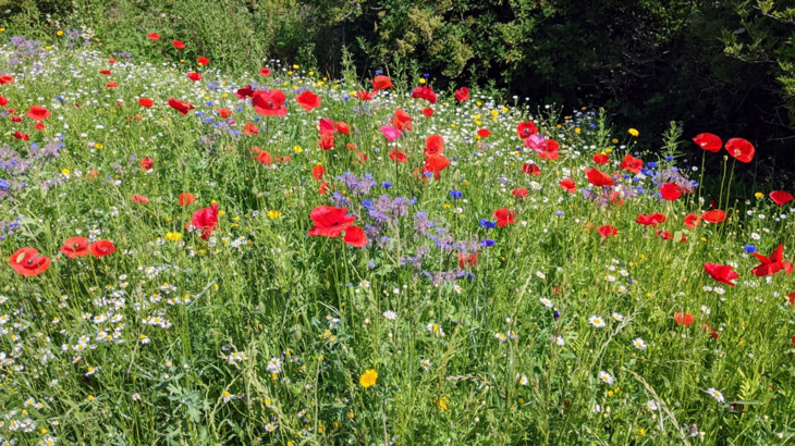 Wildflowers in full bloom.