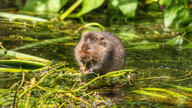 A brown fluffy water vole sat amongst green reeds on a bright day surrounded by water