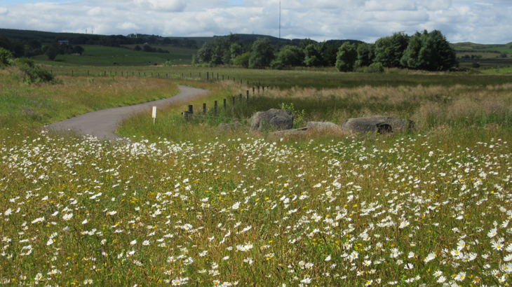 A greenway going through a wildflower meadow with trees and green hills in the backdrop.